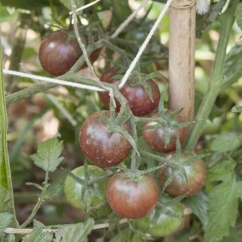 Τομάτα (Κεράσι Μαύρο)