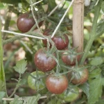 Τομάτα (Κεράσι Μαύρο)