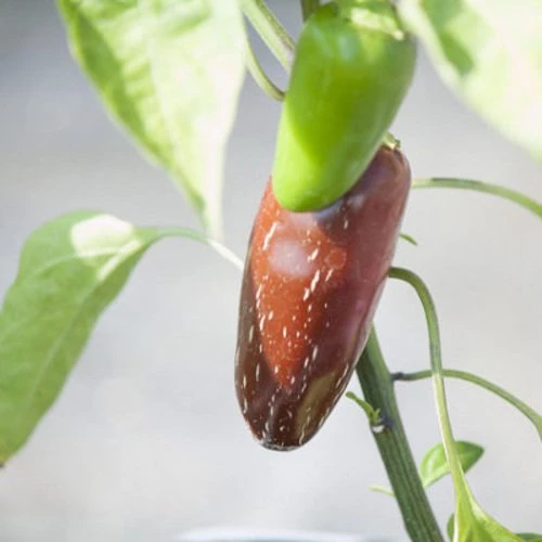 Πιπεριά καυτερή (Jalapeno)
