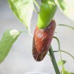 Πιπεριά καυτερή (Jalapeno)