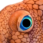 Giant Octopus 150cm – Γιγαντιαίo Λούτρινo Χταπόδι 150 cm