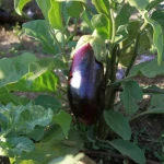 Μελιτζάνα μακριά (Λαγκαδά)