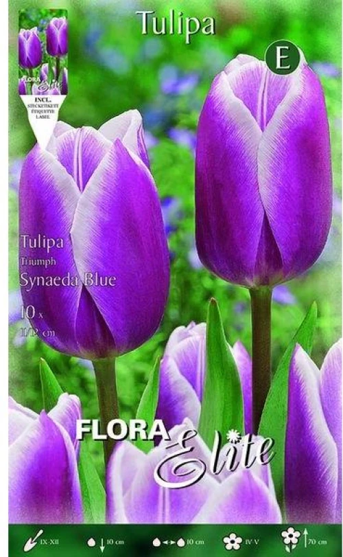 Τουλίπα " Synaeda Blue"