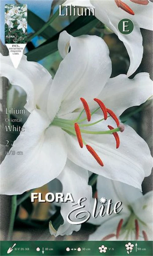 Λίλιουμ Oriental "White"