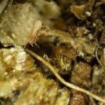HYPObio(Stratiolaelaps scimitus) κατά των Σκιαρίδων