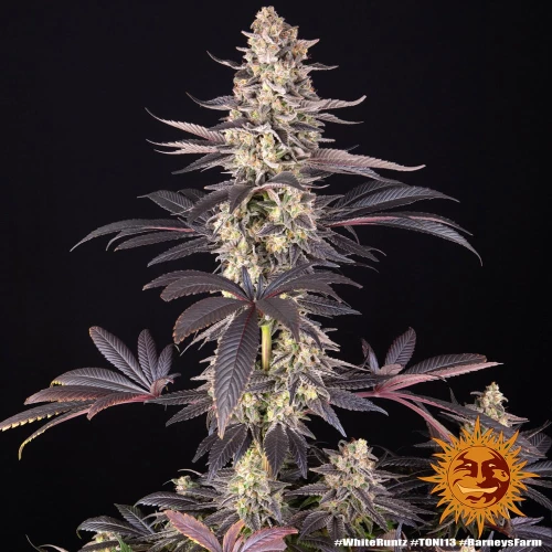 Barney’s Farm White Runtz