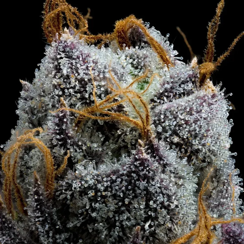 Barney’s Farm White Runtz