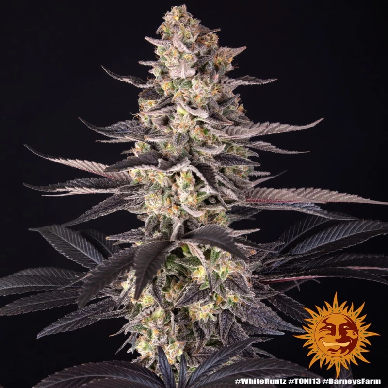 Barney’s Farm White Runtz