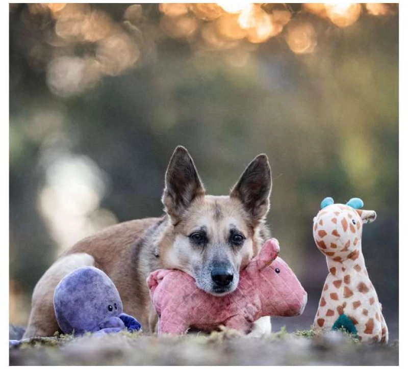 Max and Molly Παιχνίδι Σκύλου Λούτρινο Giraffe Jerry 26cm x 23cm