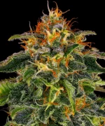 Barneys - Moby Dick - 1 seed