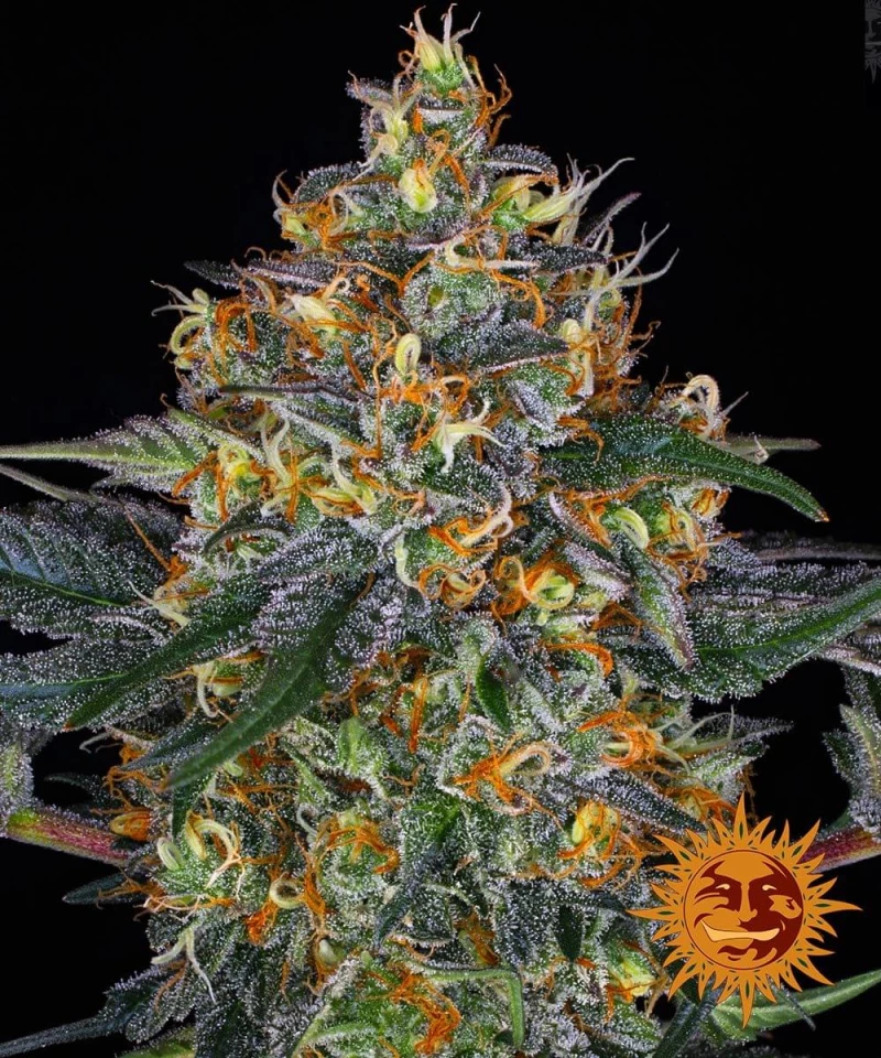 Barneys - Moby Dick - 1 seed