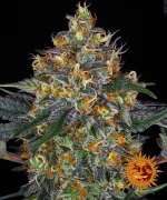 Barneys - Moby Dick - 1 seed