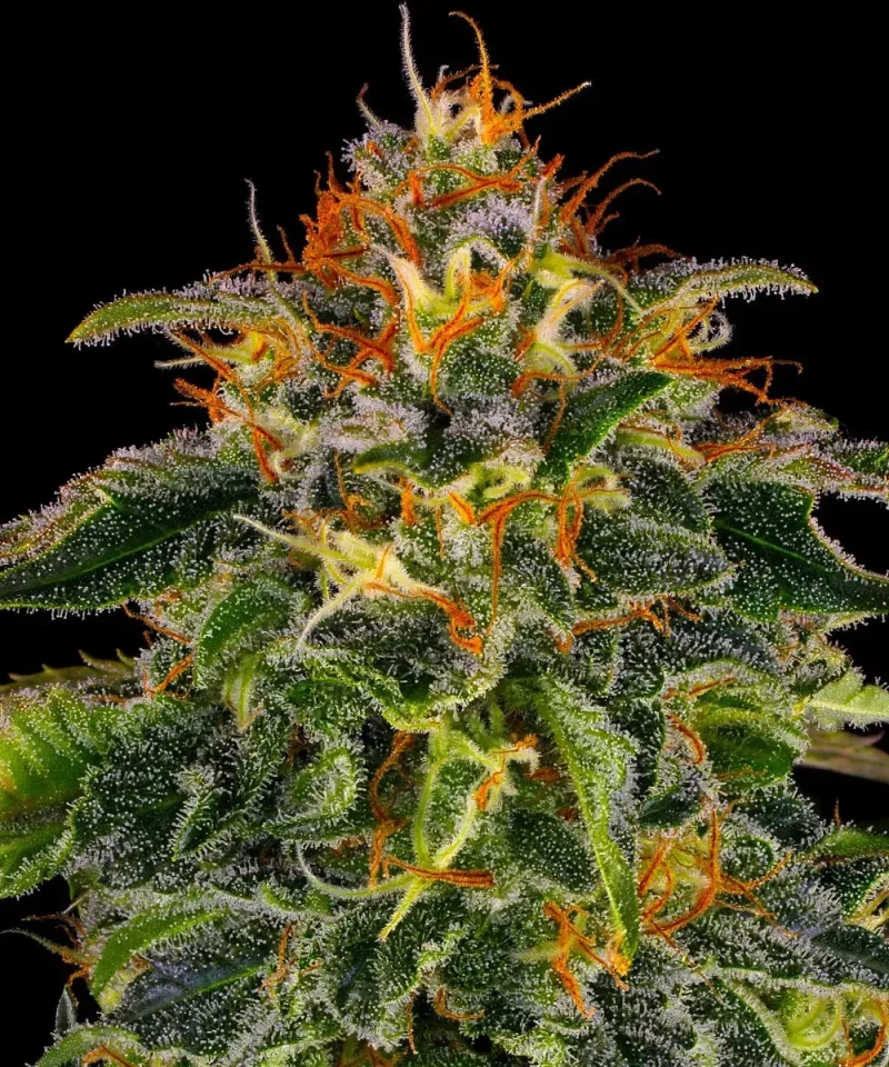 Barneys - Moby Dick - 1 seed