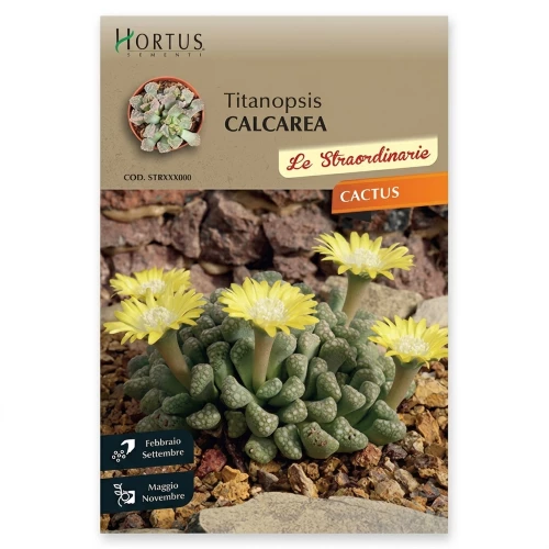 Κάκτος Titanopsis Calcarea