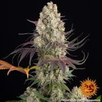 Barneys Farm Gary Payton