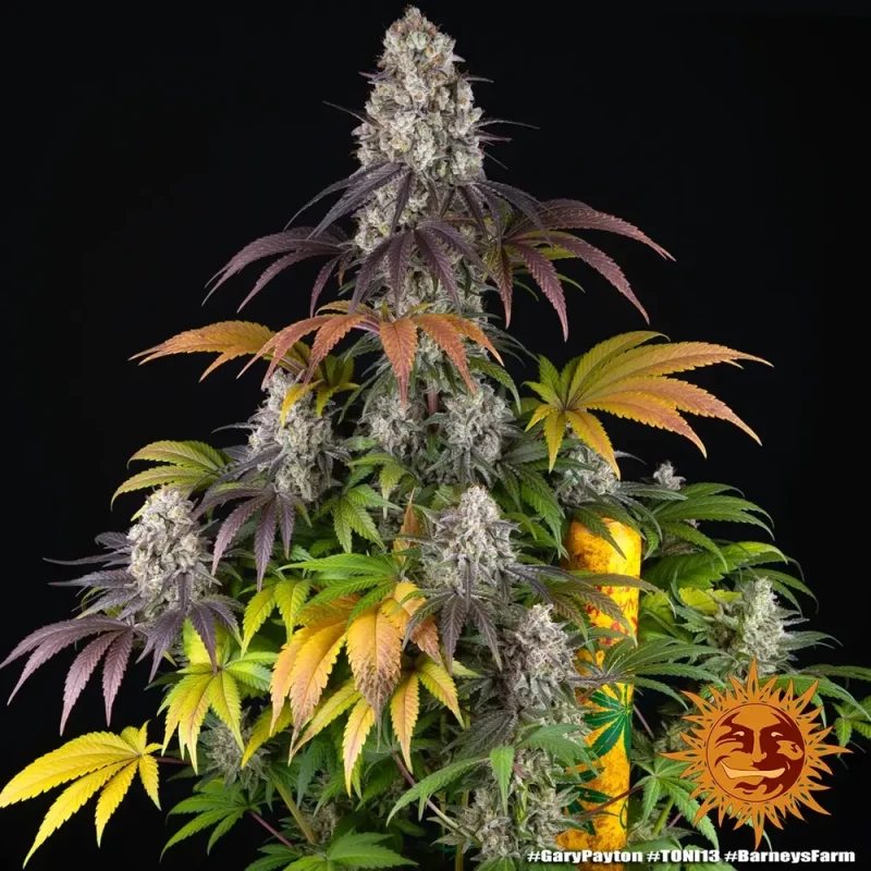 Barneys Farm Gary Payton
