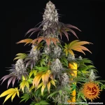 Barneys Farm Gary Payton