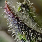 Barneys Farm SKUNK #1 STRAIN