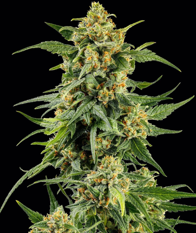 Barneys Farm SKUNK #1 STRAIN