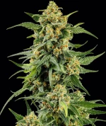 Barneys Farm SKUNK #1 STRAIN
