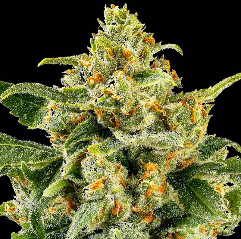 Barneys Farm SKUNK #1 STRAIN