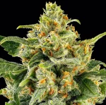 Barneys Farm SKUNK #1 STRAIN