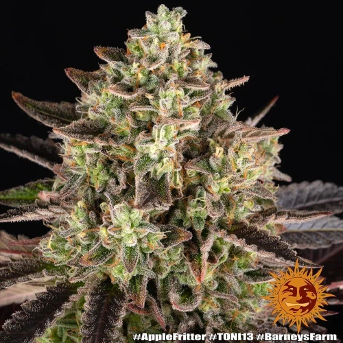 Barneys Farm Apple Fritter
