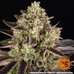 Barneys Farm Apple Fritter