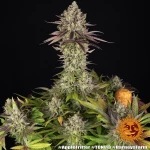 Barneys Farm Apple Fritter