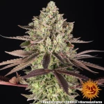 Barneys Farm Apple Fritter
